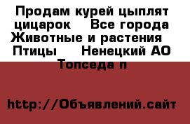 Продам курей цыплят,цицарок. - Все города Животные и растения » Птицы   . Ненецкий АО,Топседа п.